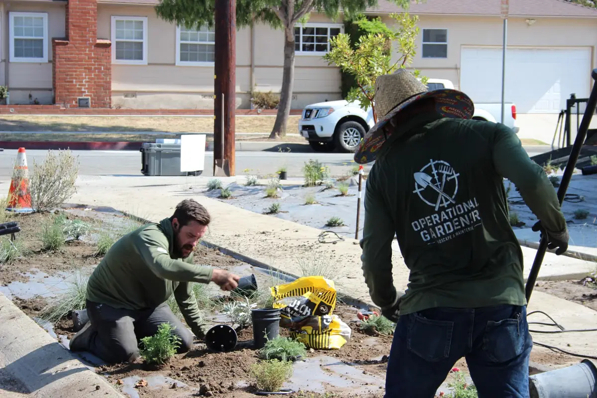 Operational Gardener crew planting drought-tolerant plants at a Southern California residential property